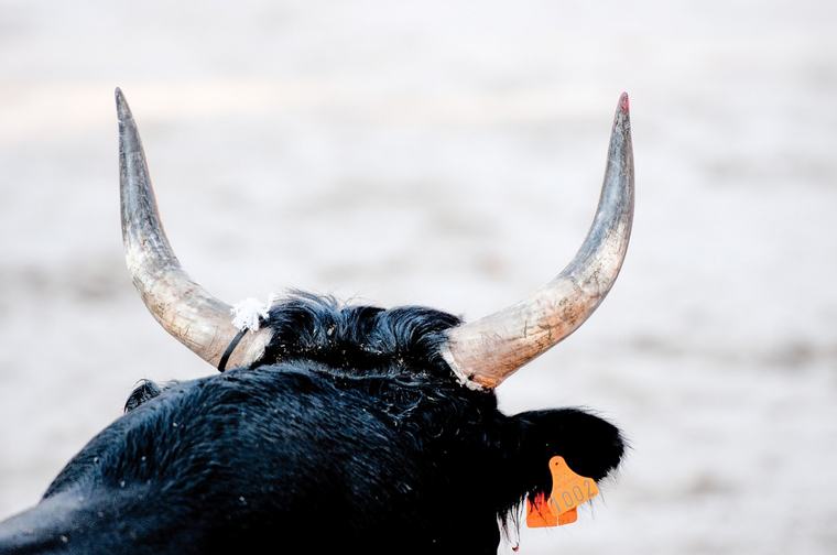 Se rinde a la muerte «Turulo», embestido por toro en barrera de Tiscapa